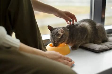 cara mengatasi kucing tersedak duri ikan  Minum air